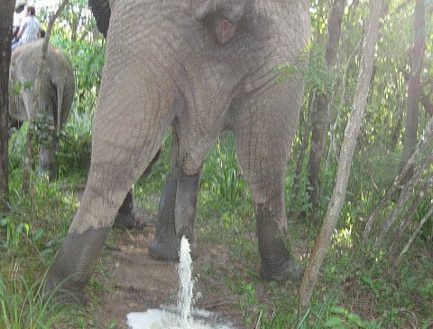 Where There Is Pee There is War